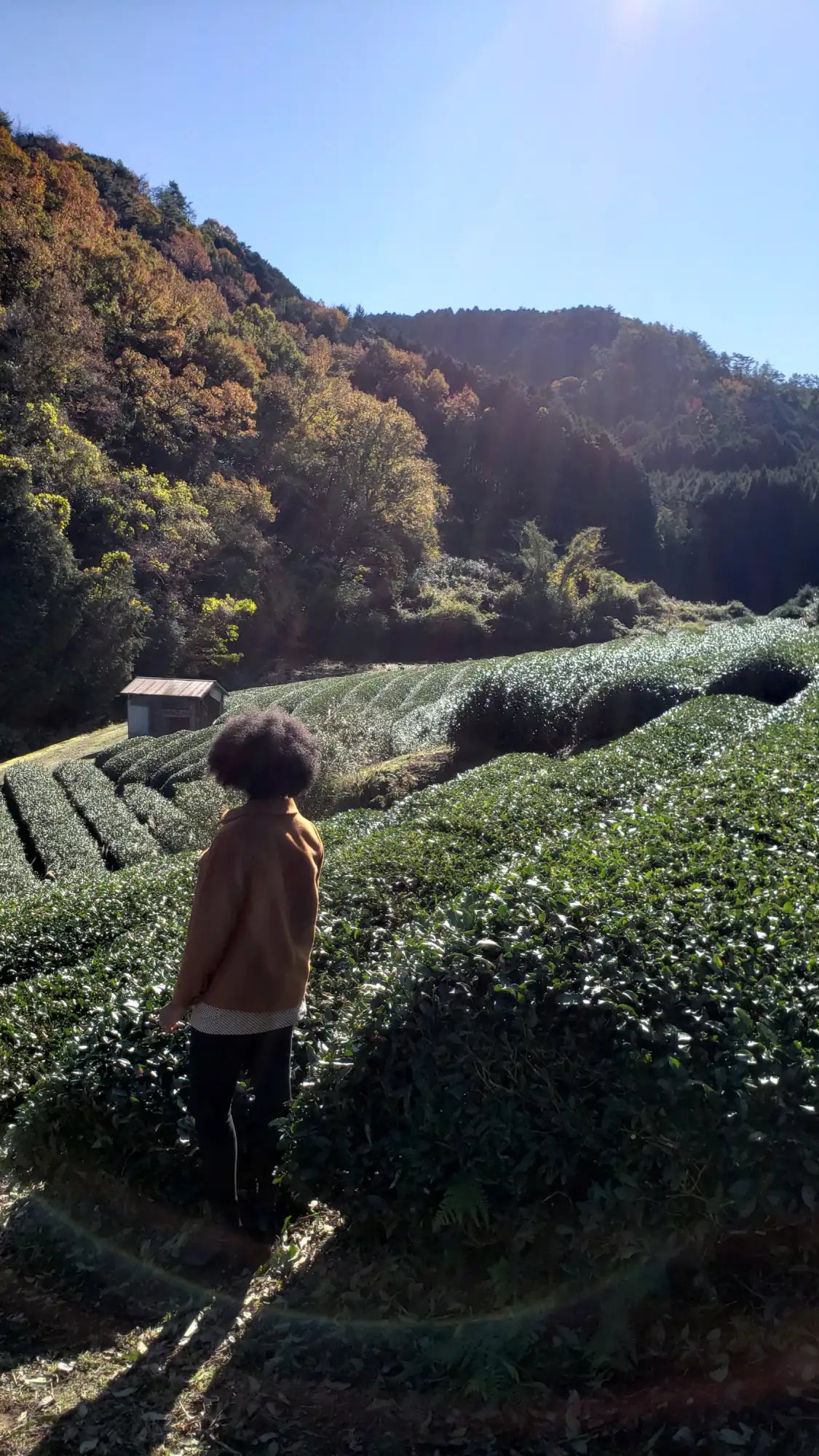 A person with a voluminous afro hairstyle stands in a sunlit tea field, wearing an earth-toned brown jacket over dark pants.